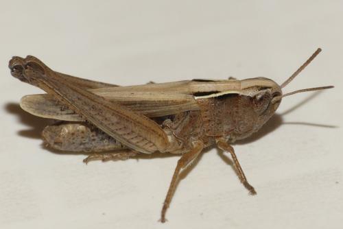 Réf. 240 072 : Omocestus viridulus